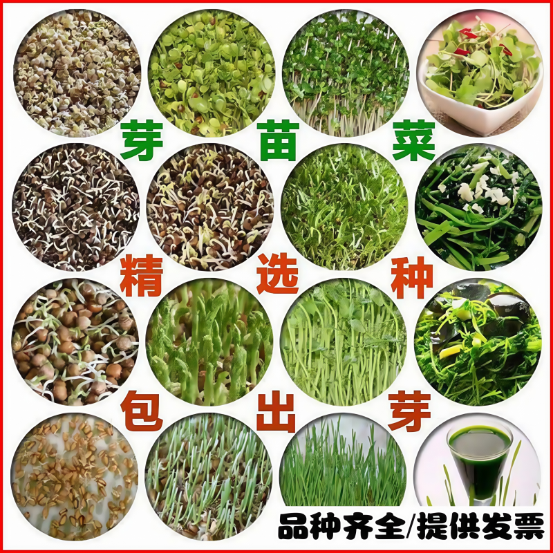水培蔬菜种子大全芽苗菜籽