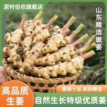 【现挖现发】老姜正宗山东大姜老黄姜