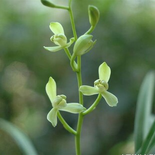 带叶芽 铁骨素梅 兰花苗 建兰四季兰 梅瓣素花 香味浓甜