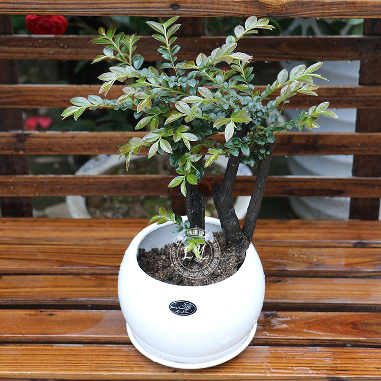 小叶紫檀盆景树桩绿植水培植物办公室盆栽室内绿色观叶净空气植物