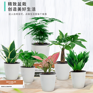 虎皮兰小盆栽绿萝文竹网红水培易活植物室内绿植办公室桌面好养花