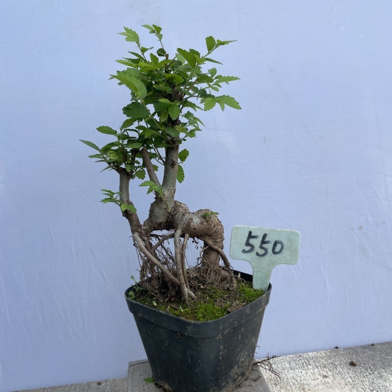 榆树盆景造型春榆盆栽家居喜阳植物阳台绿植庭院景观树桩一物一拍