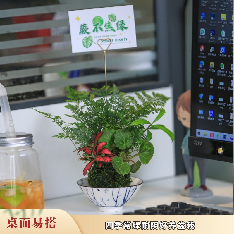 苔玉水培植物桌面狼尾蕨网纹草蕨类植物好养办公室桌面迷你绿植