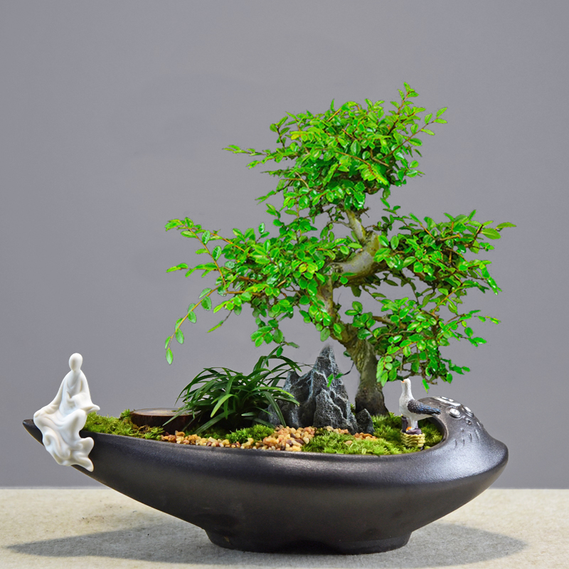造型小叶榆树盆景老桩悬崖盆栽室内植物办公客厅四季常青花卉绿植
