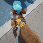 宠物防爆冲胸背带柯基狗夏季 遛狗牵引绳不勒脖 透气多色可爱背心式