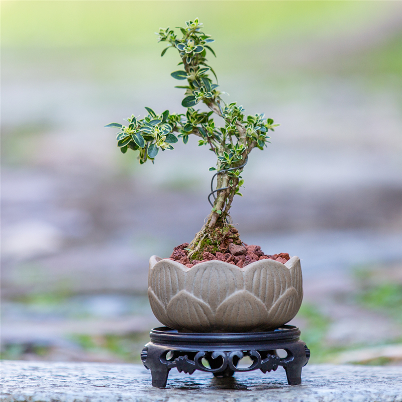 金边六月雪盆景室内客厅办公室桌面好养绿植禅意盆栽茶几摆件植物
