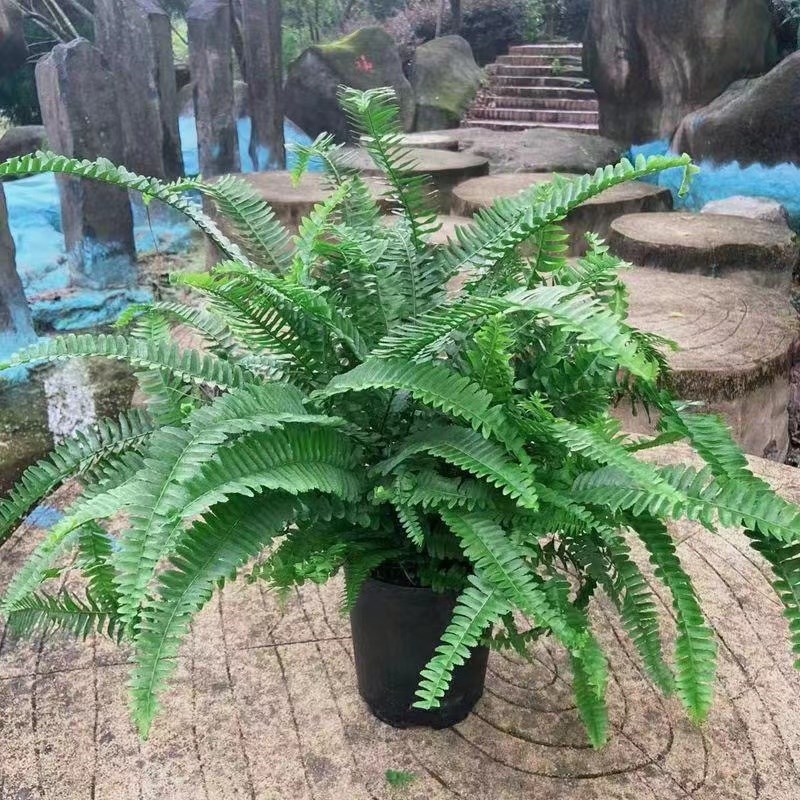 肾蕨盆栽排骨草耐寒耐热四季常青花镜蕨类绿植阳台客厅室内植物庭