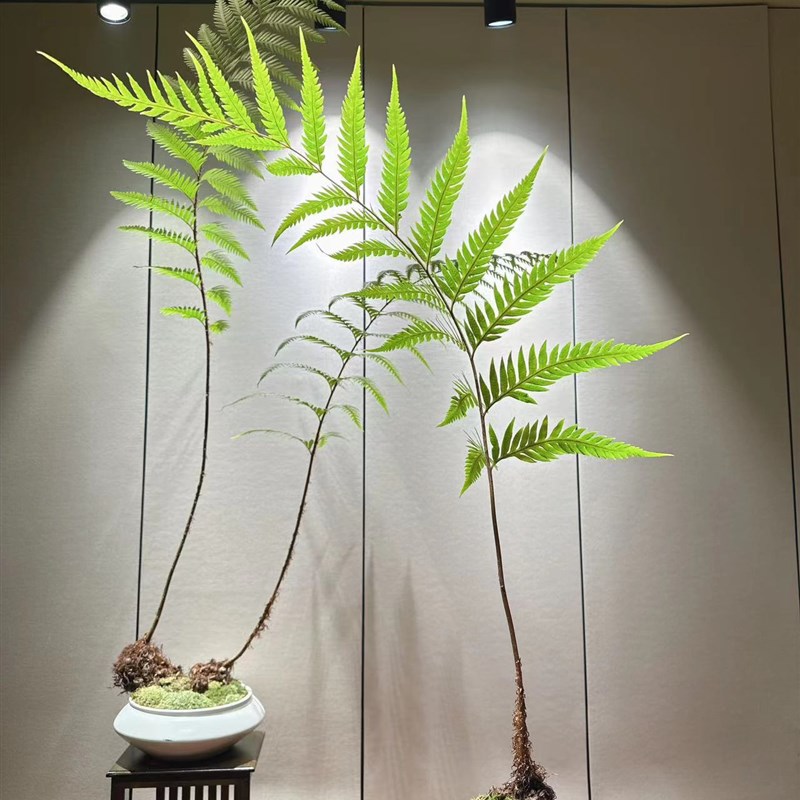 凤尾蕨苔玉苔藓球蕨类盆景网红一叶蕨室内耐阴