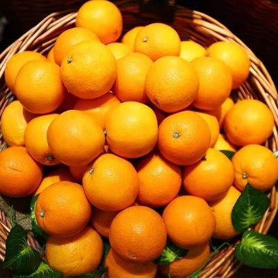 湖南麻阳冰糖橙新鲜现摘果