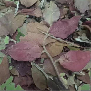 25年倚邦中小叶猫猫(混采)脂粉香紫芽白茶50克(高货系列) 拍3发6