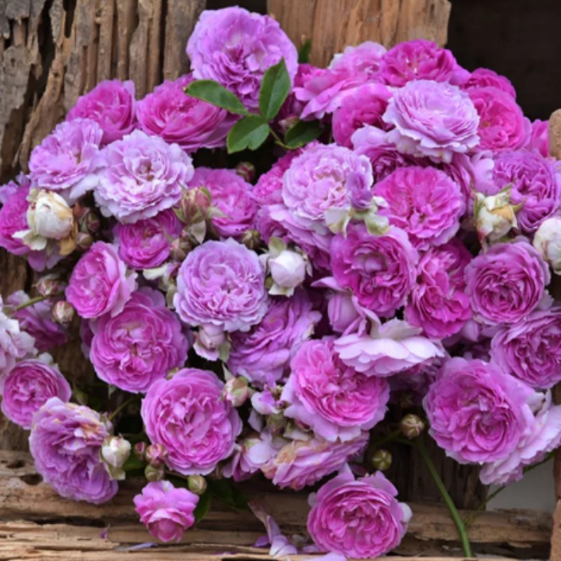 姬乙女棒棒糖月季树状果汁阳台樱板玛丽微月勤花庭院花卉绿植盆栽