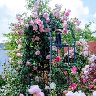 浓香四季 特大花苗欧洲藤本 开花庭院爬墙蔷薇花 龙沙宝石 爬藤月季
