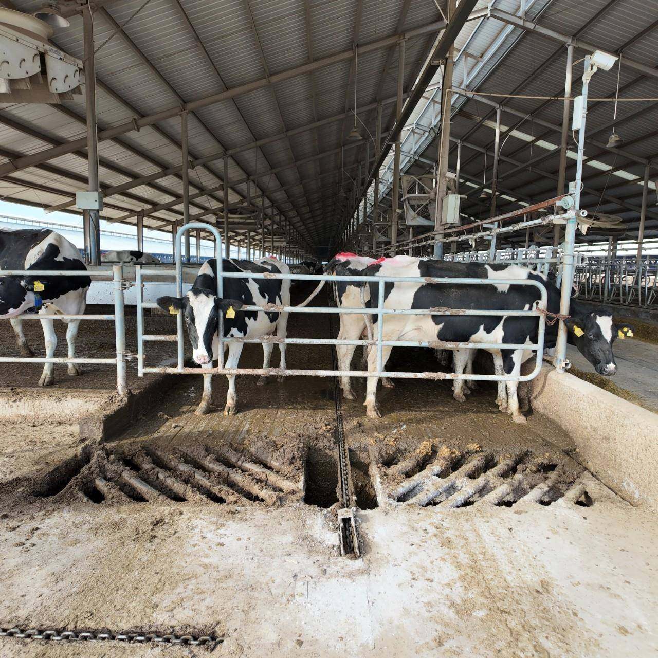 养牛设备牛舍隔栏门加厚热镀锌材质耐腐蚀自由开合牛舍围栏厂家,畜牧/养殖物资,特种养殖设备,淘宝优惠券,粉丝福利购,淘宝优惠卷