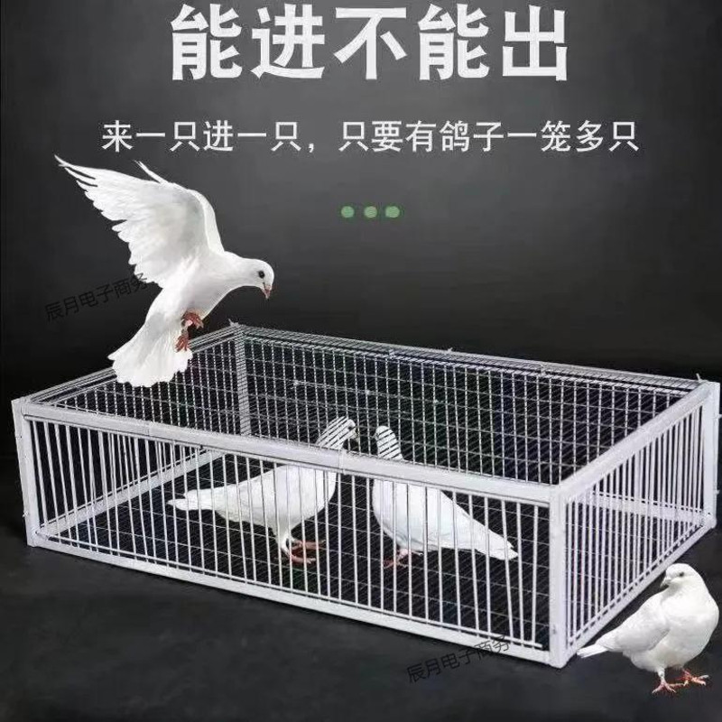 天落笼鸽子笼鸽子活络门只进不出撞门鸽笼铁笼跳笼自动门神器捕捉