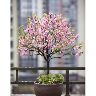 榆叶梅树苗重瓣丛生花树耐寒盆栽花卉阳台地栽庭院梅花树苗绿化苗