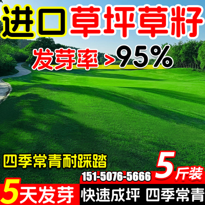 5斤装进口矮生草坪草籽