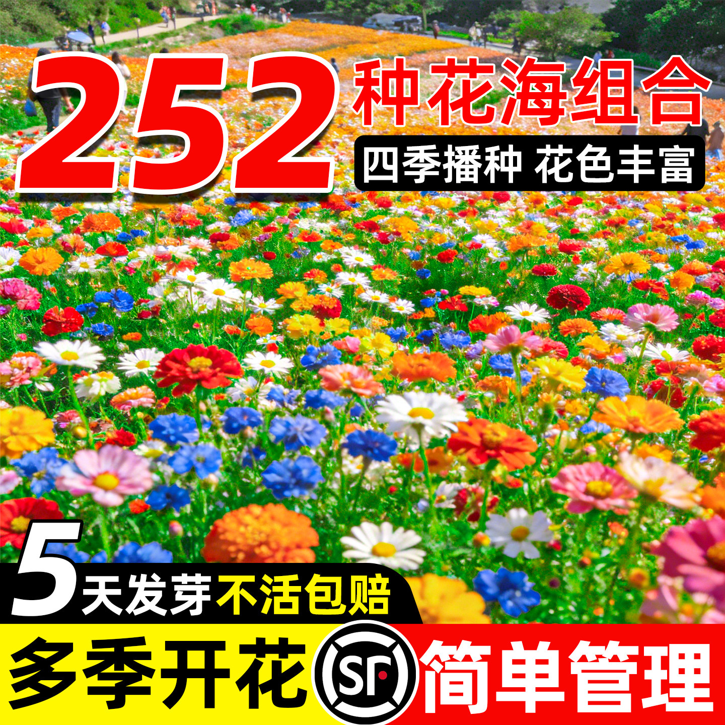 野花组合花种子四季开花