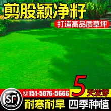 剪股颖草籽匍匐型矮生庭院高档草坪草籽四季常青北方耐寒草皮种子