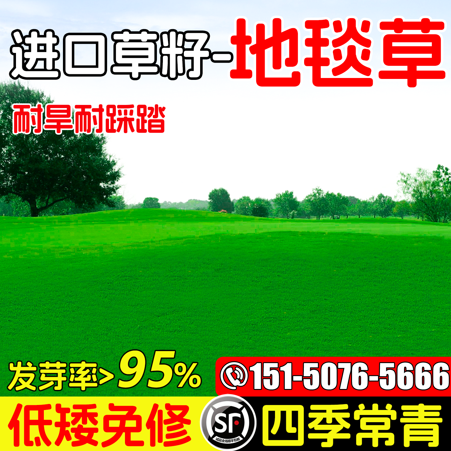 高档地毯草草坪草籽矮生进口免修剪公园别墅耐践踏草种子耐寒耐旱