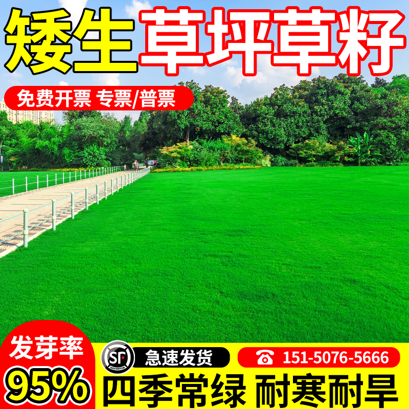 矮生免修剪草籽包发芽