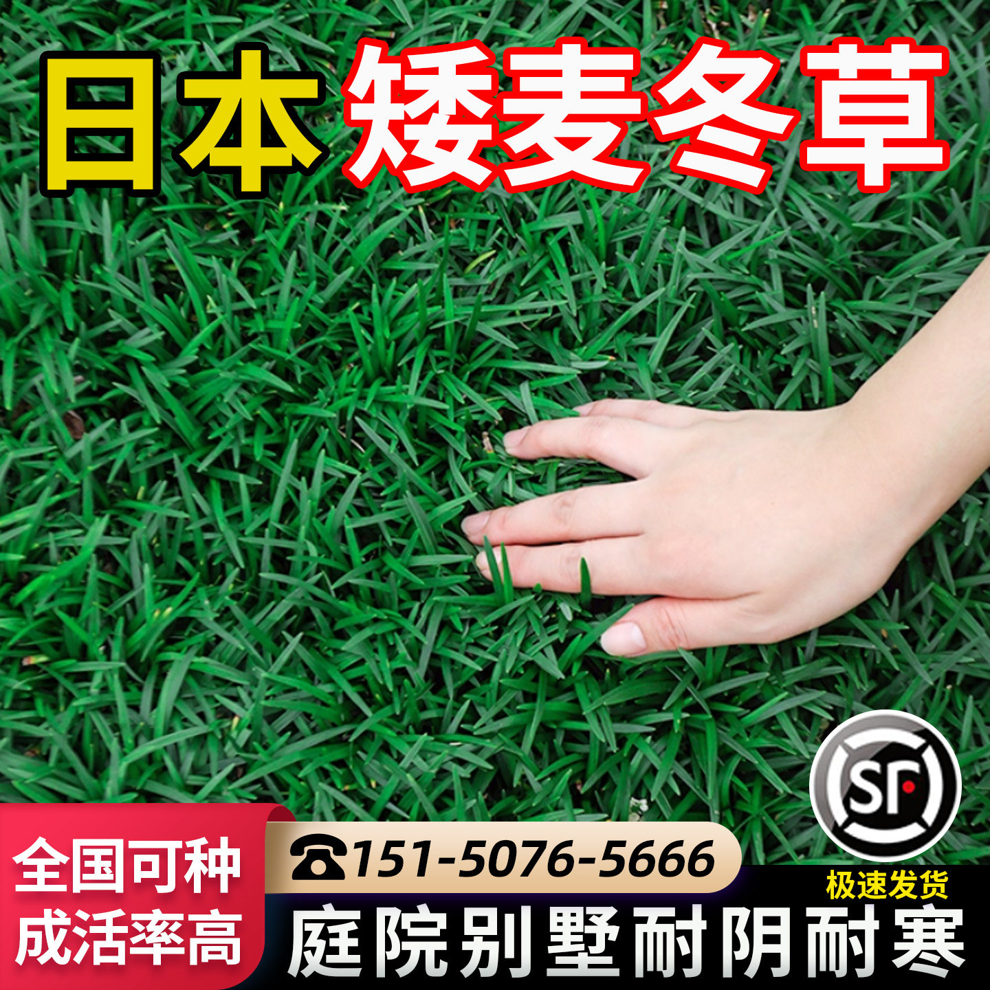 进口矮麦冬鲜活发货包成活