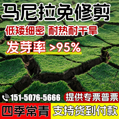 马尼拉草坪种子矮生四季常青