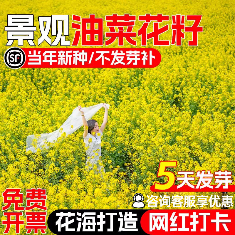 油菜花种子榨油高产高发芽率