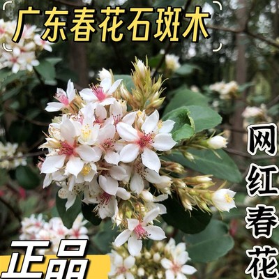 春花石斑木 车轮梅   春花 春花树 海岛春花 春花盆景 木本花卉