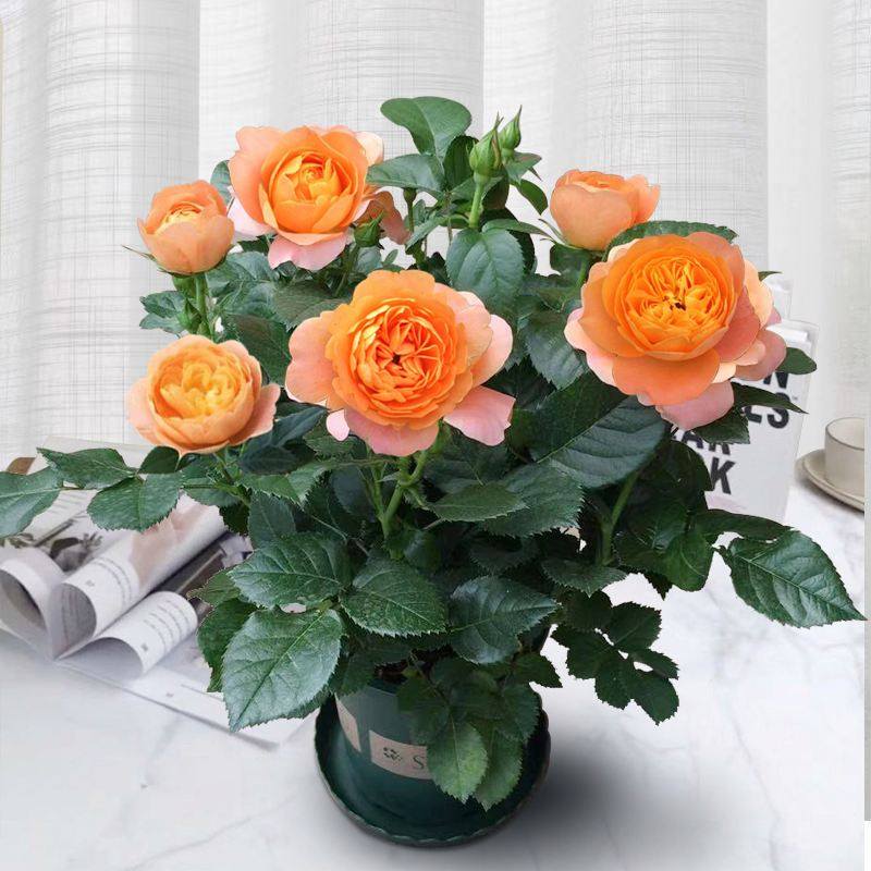 果汁阳台大微月季苗四季浓香大庭院卉易活玫瑰,鲜花速递/花卉仿真/绿植园艺,月季/蔷薇/玫瑰,淘宝优惠券,粉丝福利购,淘宝优惠卷