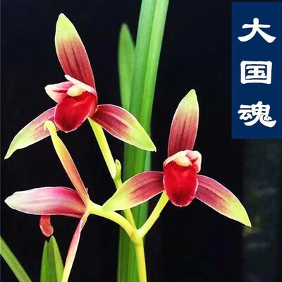 建兰国魂  建兰铭品八大红花之一 川产四季兰传统色花铭品