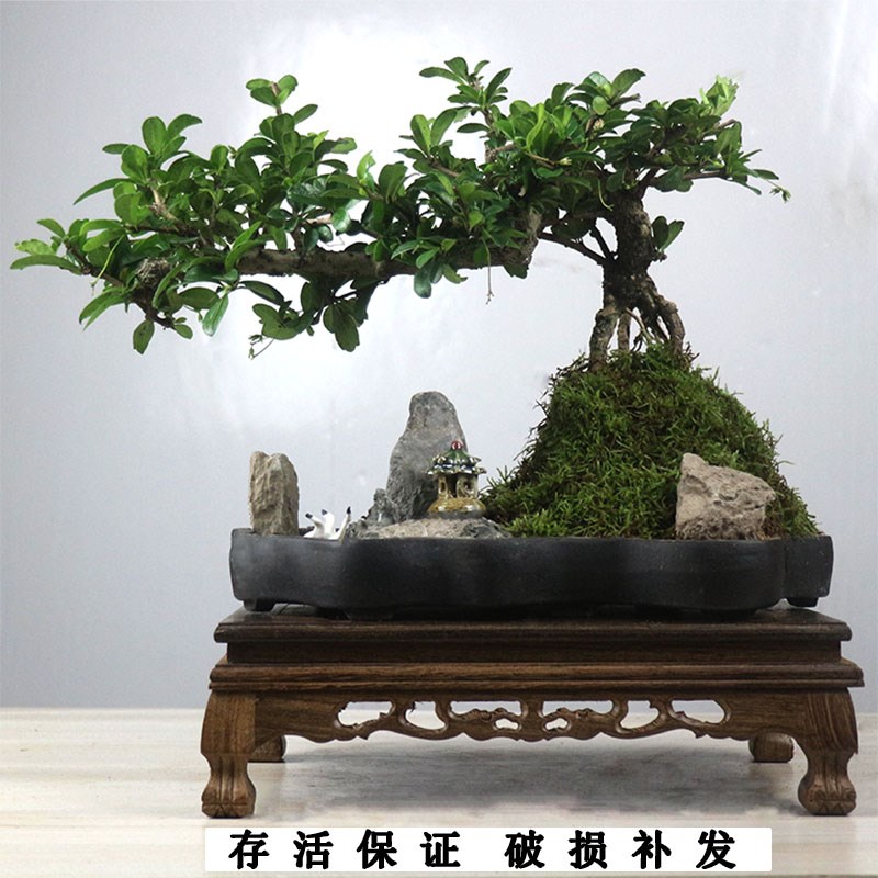 小叶福建茶盆栽山水假山盆景造型老桩绿植室内客厅办公室茶室植物
