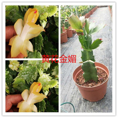 蟹爪兰多色精品嫁接蟹爪莲苗绿植盆栽办公除甲醛植物室内阳台花卉