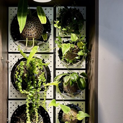 【小号套装】蝴蝶兰鹿角蕨植物上墙上板相框花盆定植板墙面装饰