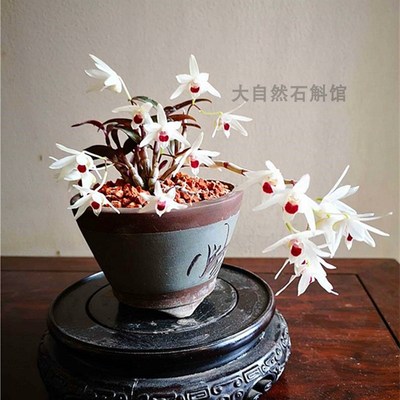 福建丹霞铁皮石斛苗袖珍白花铁皮白花红米铁珍贵中药材石斛兰盆栽