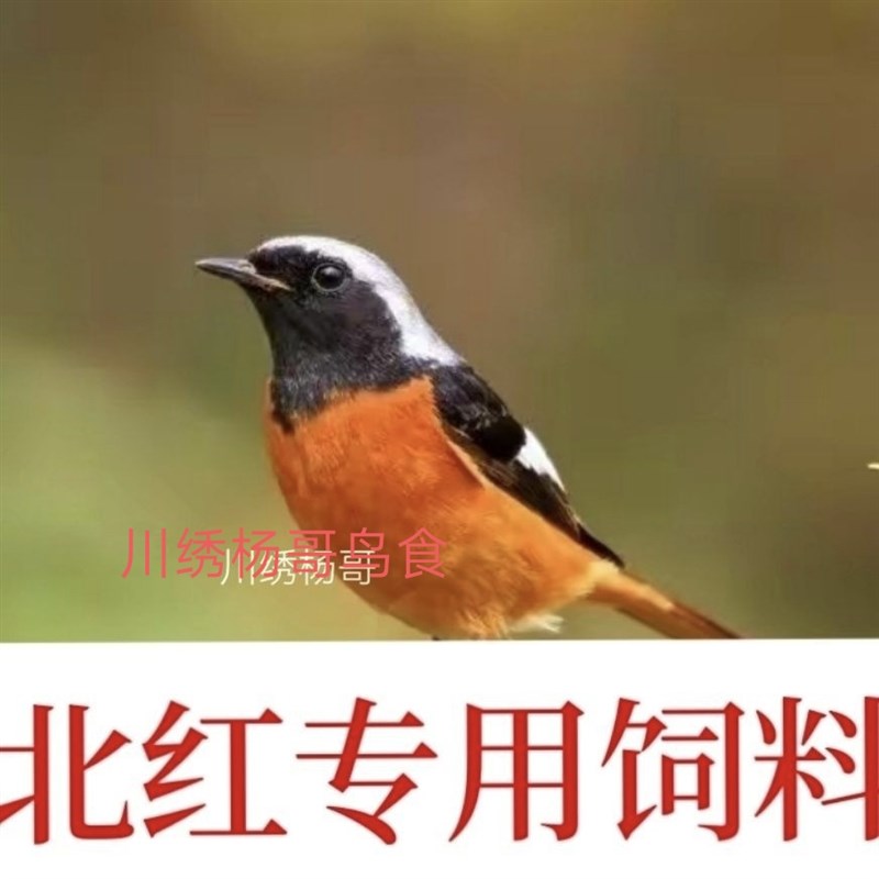 北红尾鸲火燕北红鸟专用饲料鸟粮鸟食石燕鸲科用毛色艳上膘500克