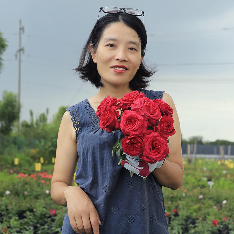 惠惠的花园灌木月季风中玫瑰分枝性好花瓣绒质质感阳台庭院花卉苗