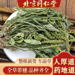 野生车前草中药材500g新鲜车前草干货泡水喝整颗车前草泡茶特级