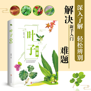 【5本30元全店任选】正版叶子图鉴 叶子形态颜色性状特征植物叶子鉴赏分辨常见叶子