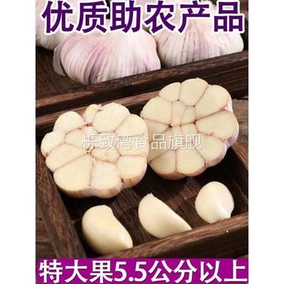 金乡大蒜 新鲜干大蒜头5斤装蒜籽2024当季蔬菜紫皮特大10斤