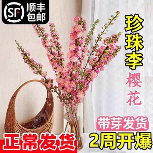 珍珠李干枝鲜花桃花樱花红梅水培植物带花苞鲜切雪柳花卉室内水养
