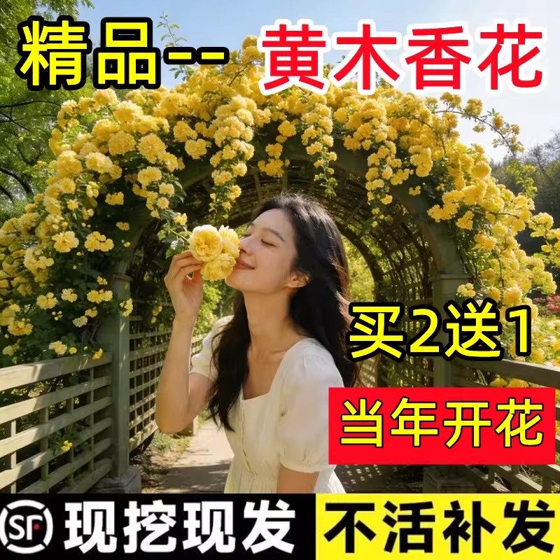黄木香花苗爬藤植物重瓣红白木香树苗老桩阳台庭院四季盆栽开花卉,鲜花速递/花卉仿真/绿植园艺,绣球/木绣球/木本植物,淘宝优惠券,粉丝福利购,淘宝优惠卷
