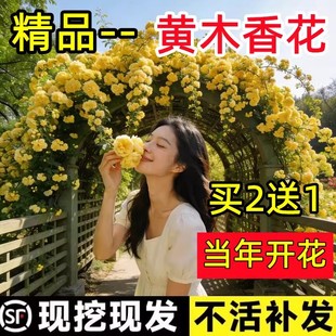 黄木香花苗爬藤植物重瓣红白木香树苗老桩阳台庭院四季盆栽开花卉
