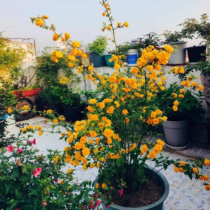 爬藤多花植物重瓣棣棠花苗盆栽阳台四季花卉绿植耐寒冬黄花迎春花,鲜花速递/花卉仿真/绿植园艺,绣球/木绣球/木本植物,淘宝优惠券,粉丝福利购,淘宝优惠卷
