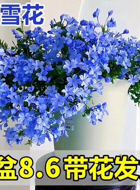 蓝雪花苗盆栽阳台观花耐热好养