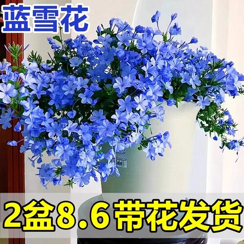蓝雪花苗盆栽阳台观花耐热好养