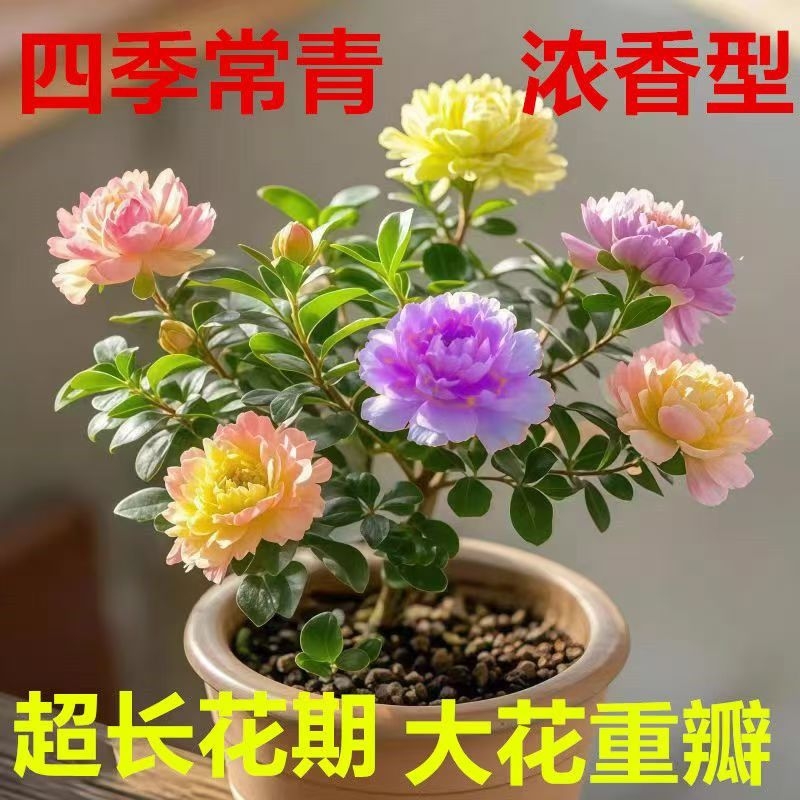 耐寒盆栽开花重瓣青杨室内外花卉好养盆景花客厅大花驱蚊复色
