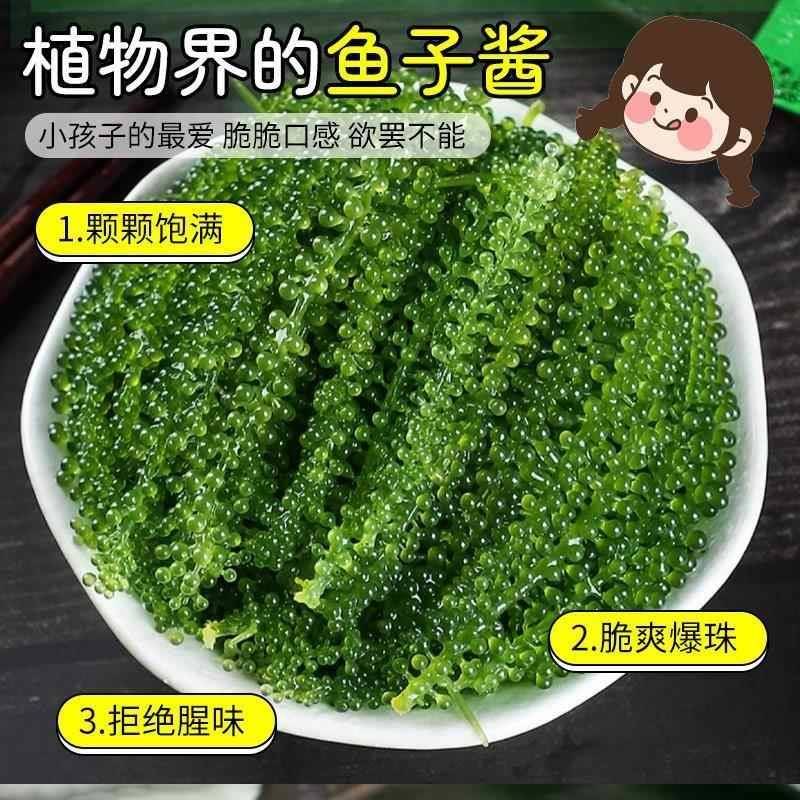 海葡萄新鲜即食盐渍海洋蔬菜植物鱼子酱海藻带菜水葡萄海草100g