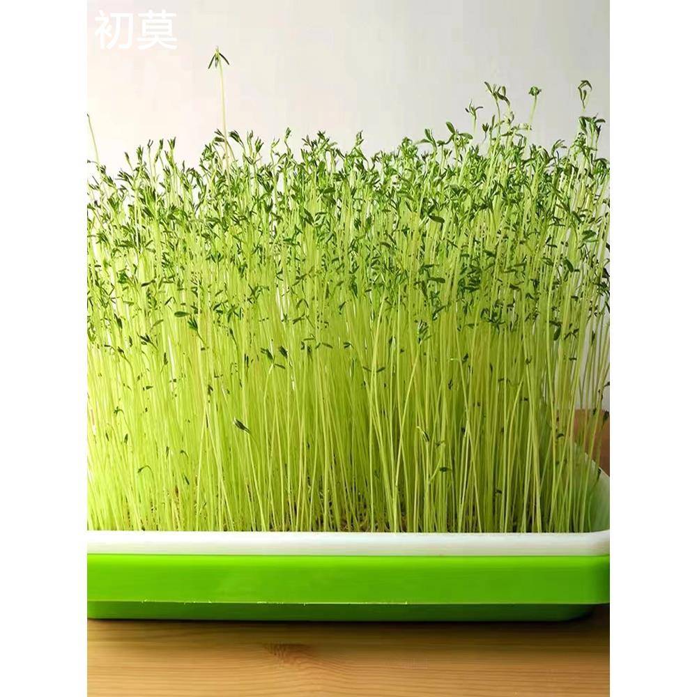 发芽专用小扁豆甘肃特产农家高原金豌豆兵豆绿扁豆五谷杂粮扁豆子