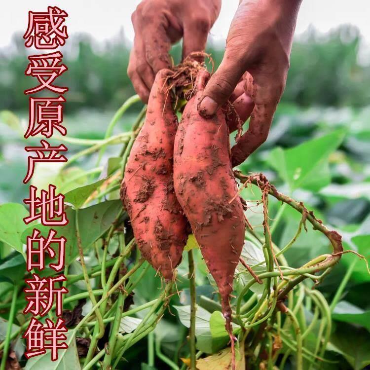 玉芝社旗粉条1-5斤社旗手工红薯粉南阳特产小宽粉地瓜细酸辣