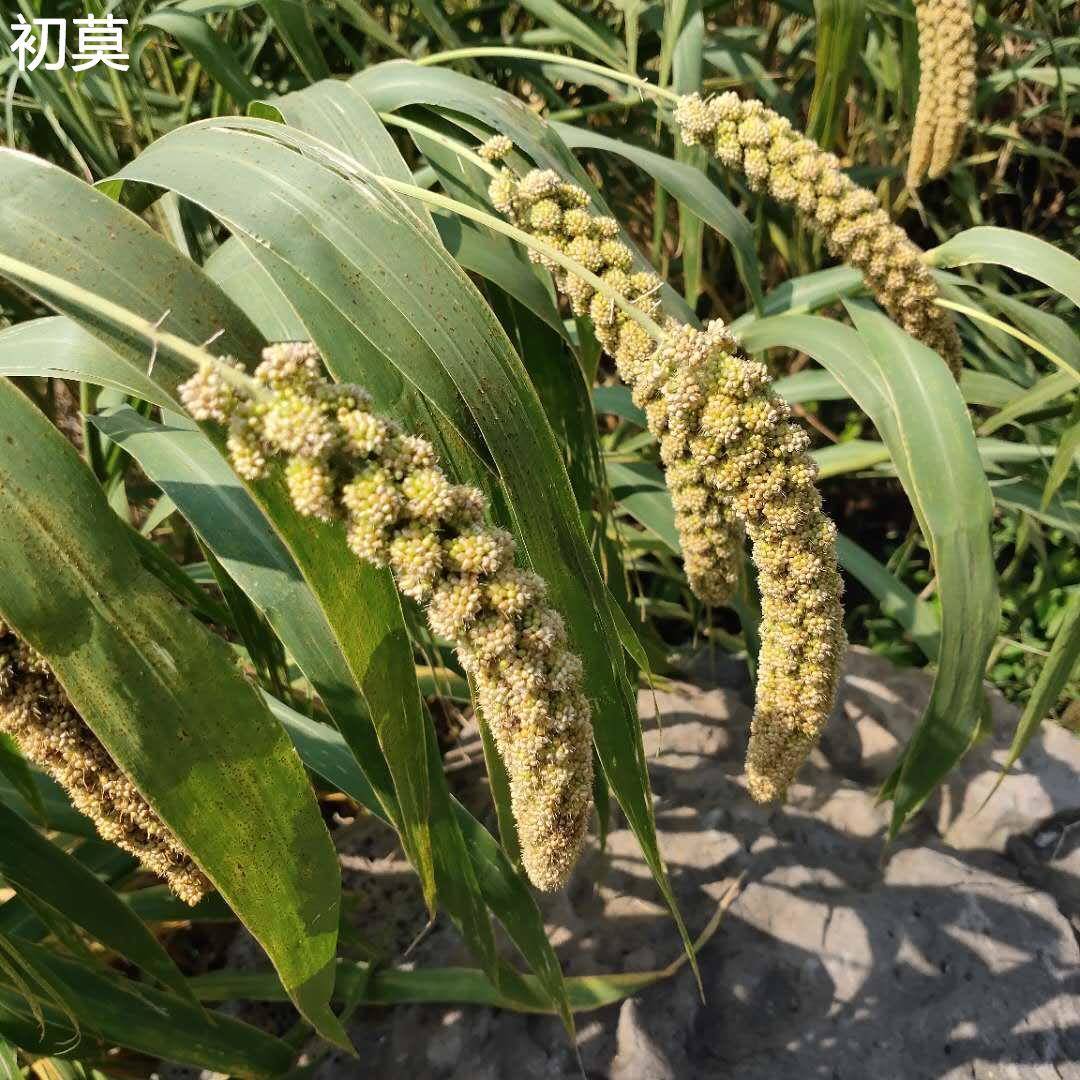 安丘辉渠小米春谷新农家黄小米月子米产妇米粥山东粘糯香小米5斤